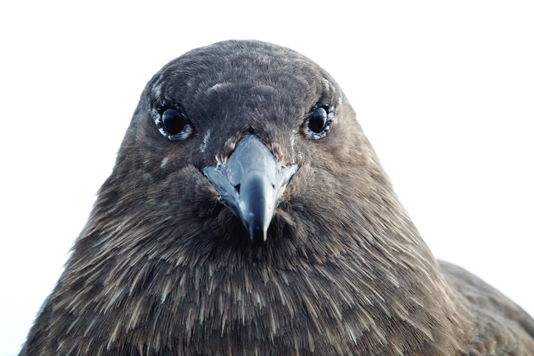 skua